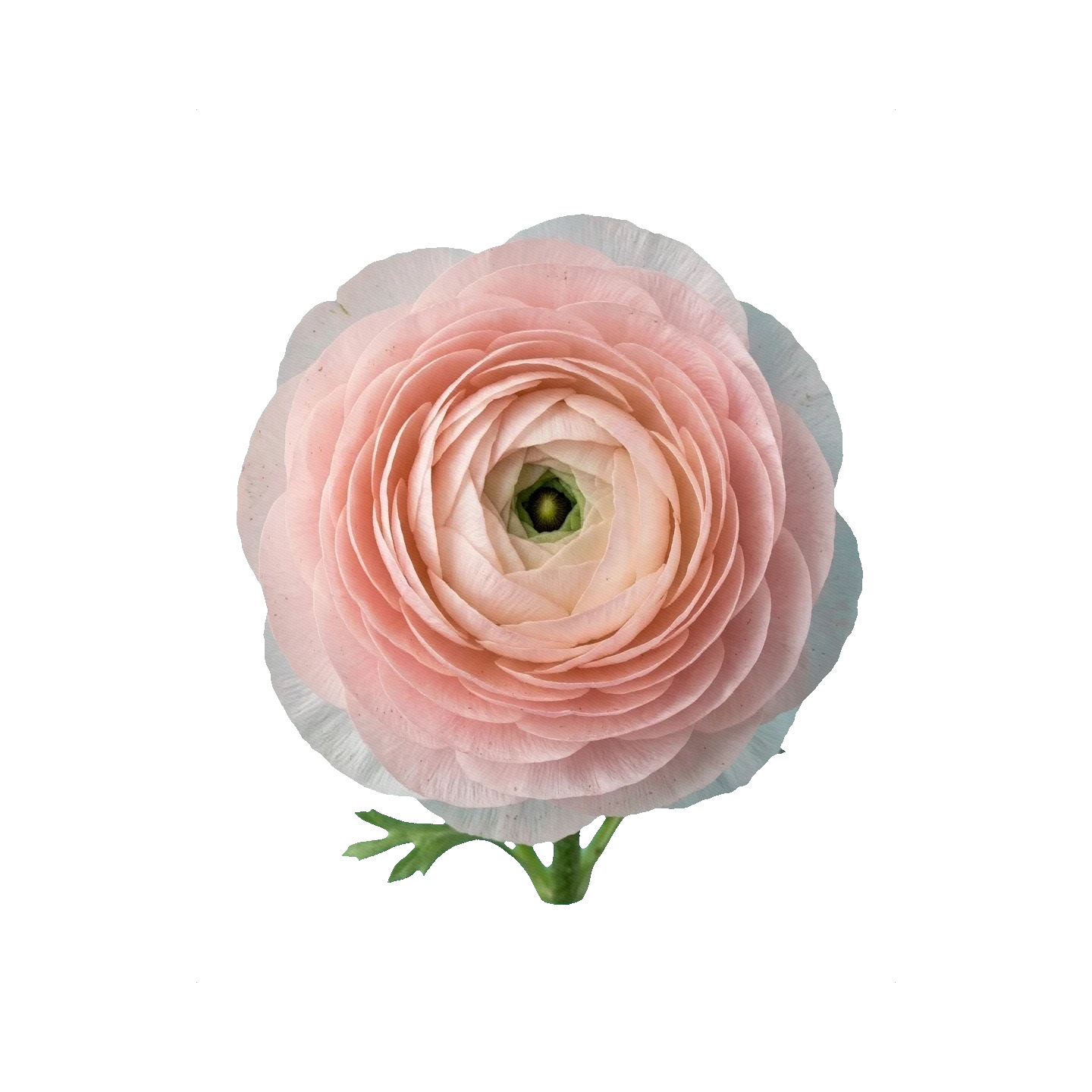 Ranunculus Cloni Pink