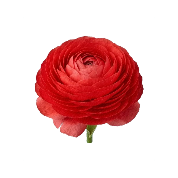 Ranunculus Cloni Red