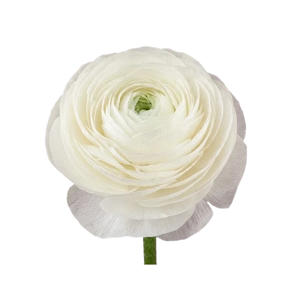 Ranunculus Cloni White