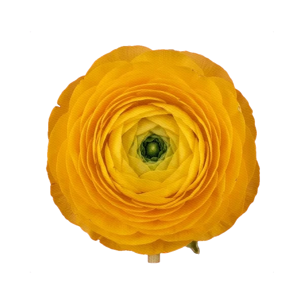 Ranunculus Cloni Yellow
