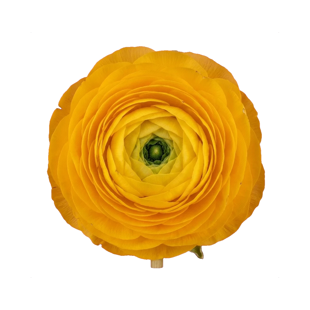 Ranunculus Cloni Yellow
