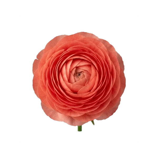 Ranunculus Clooney Coral