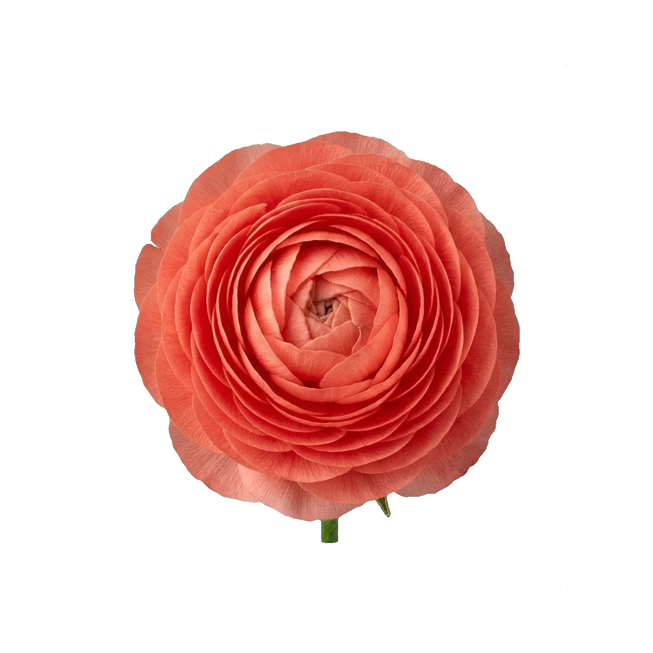 Ranunculus Clooney Coral