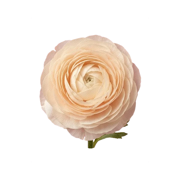 Ranunculus Elegance Pastel