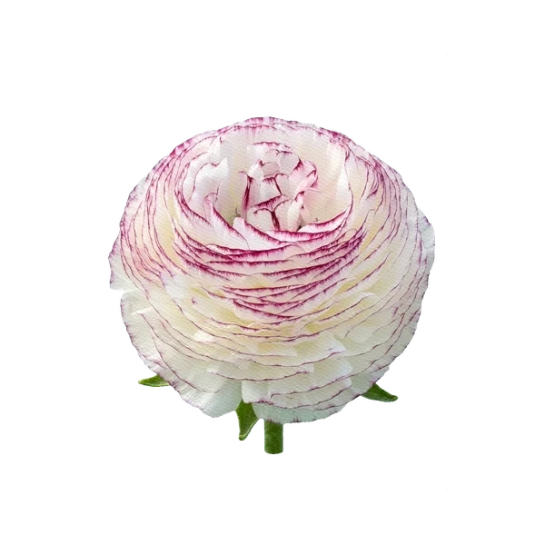 Ranunculus Elegans Bianco Striato