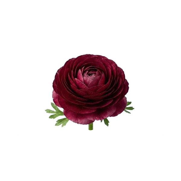 Ranunculus Elegans Burrasca