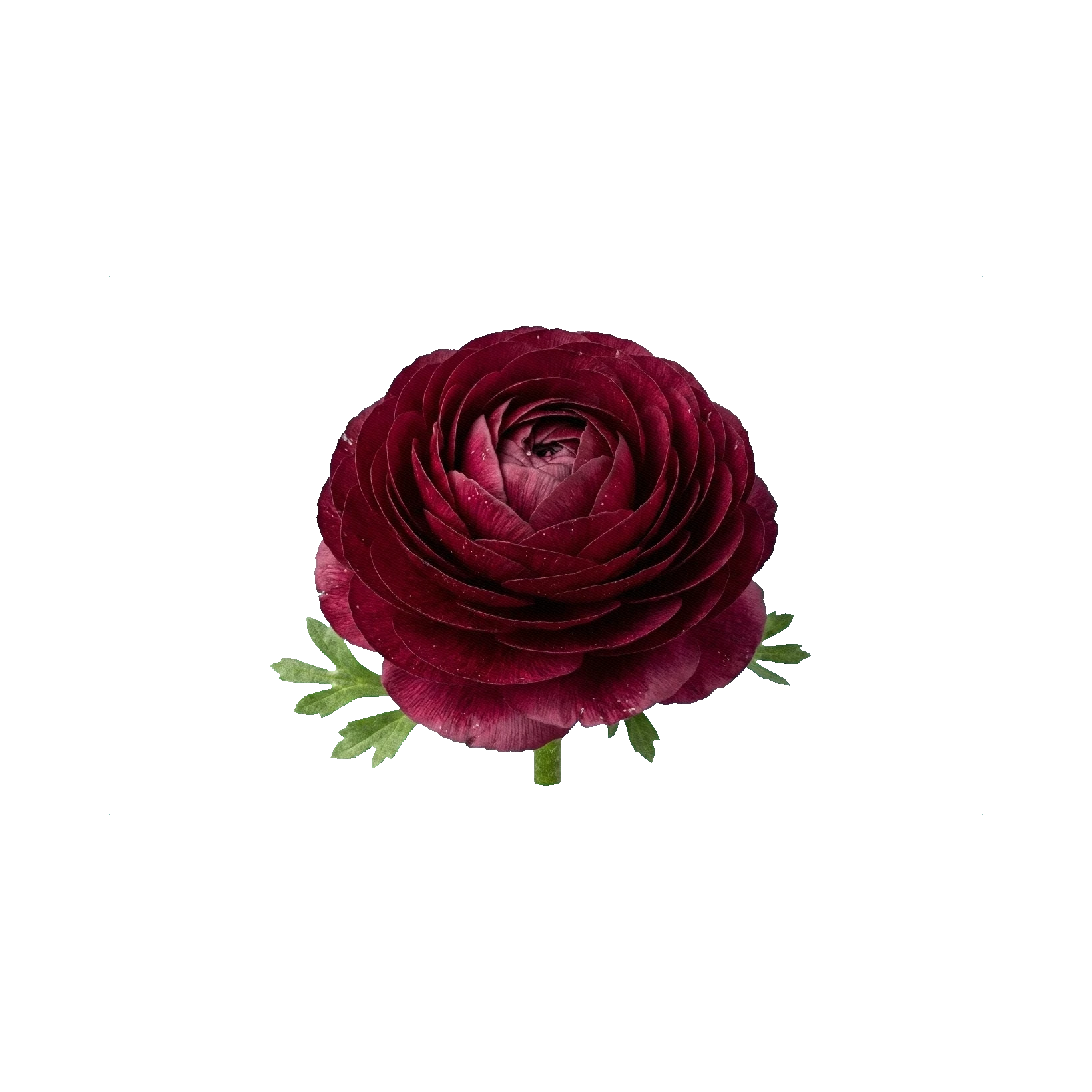 Ranunculus Elegans Burrasca