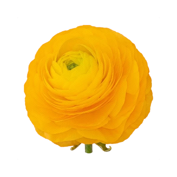 Ranunculus Elegans Giallo