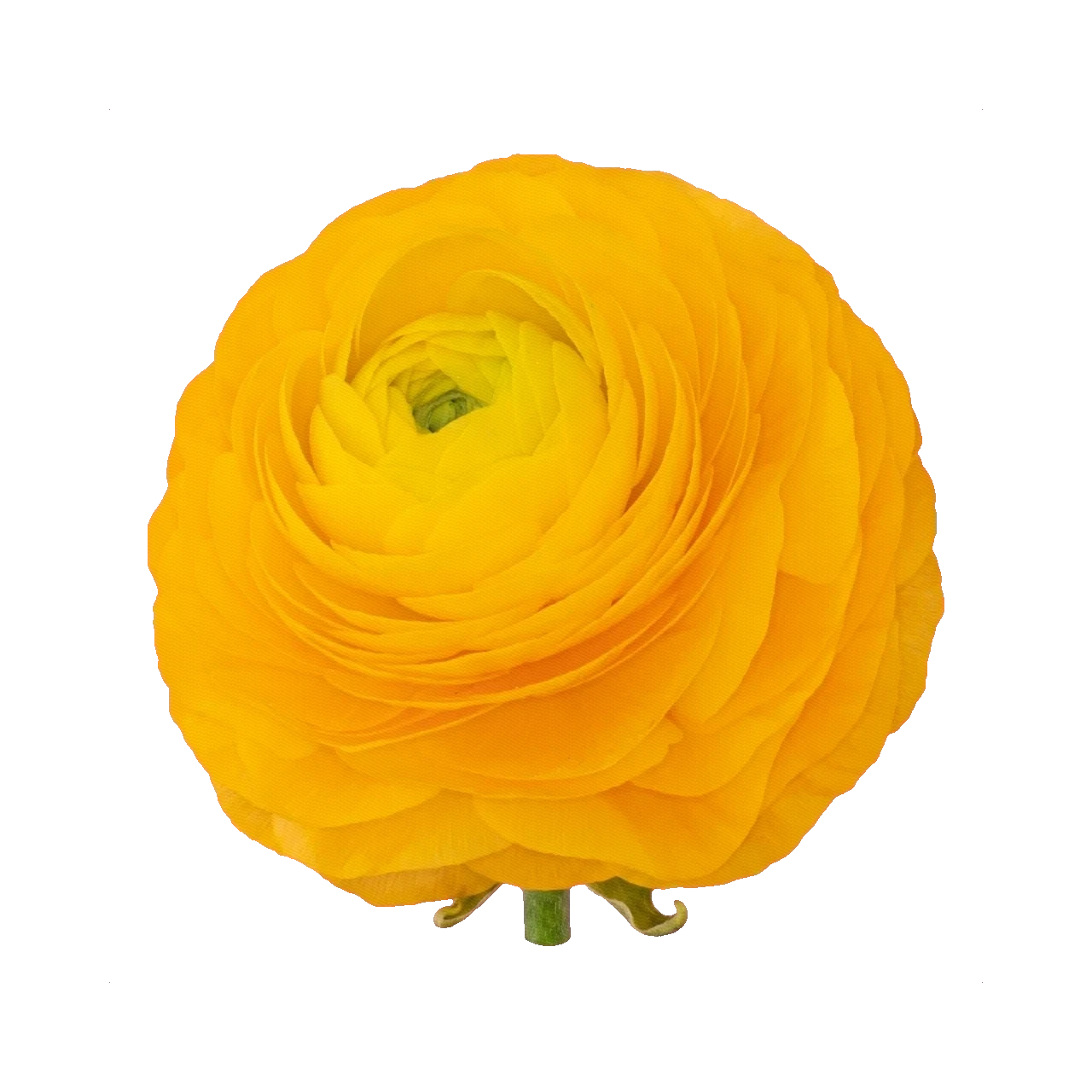 Ranunculus Elegans Giallo