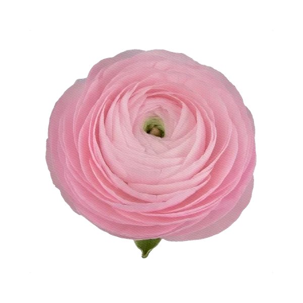 Ranunculus Elegans Rosa
