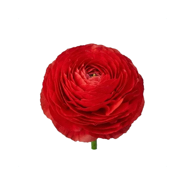 Ranunculus Elegans Rosso