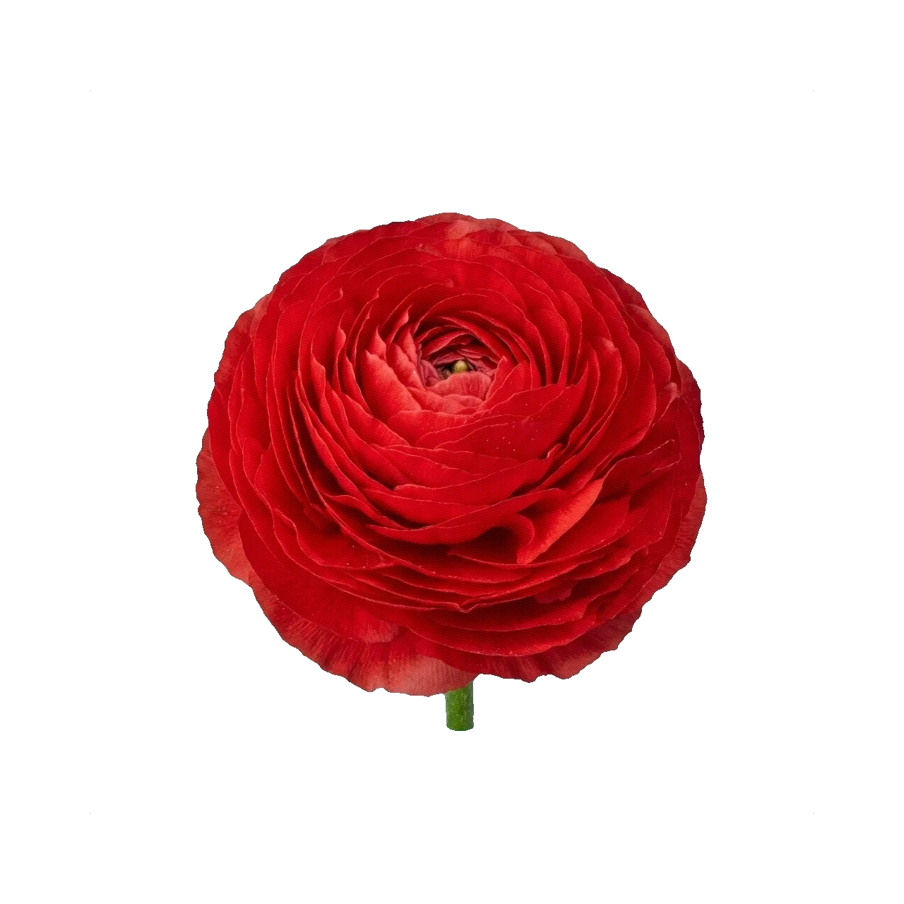 Ranunculus Elegans Rosso