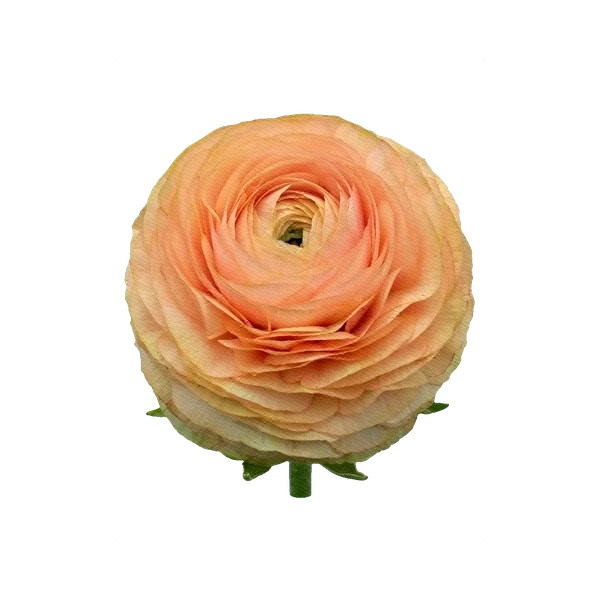 Ranunculus Elegans Salmone