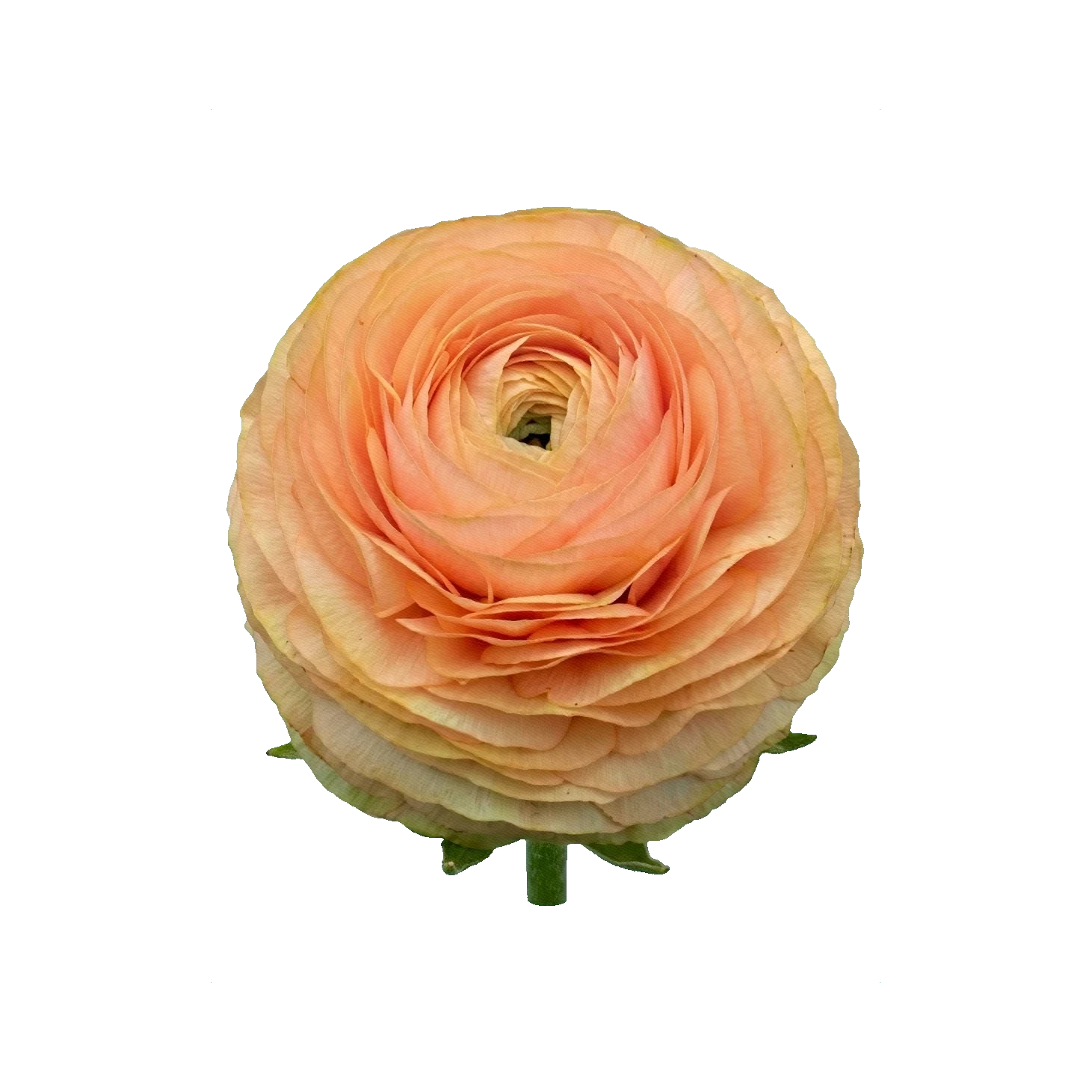 Ranunculus Elegans Salmone