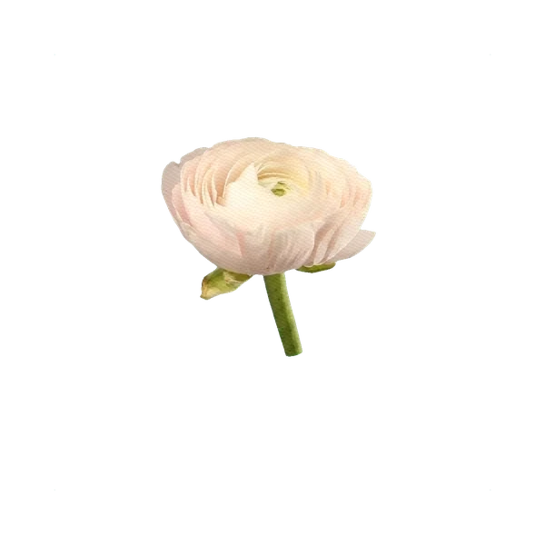 Ranunculus Hanoi