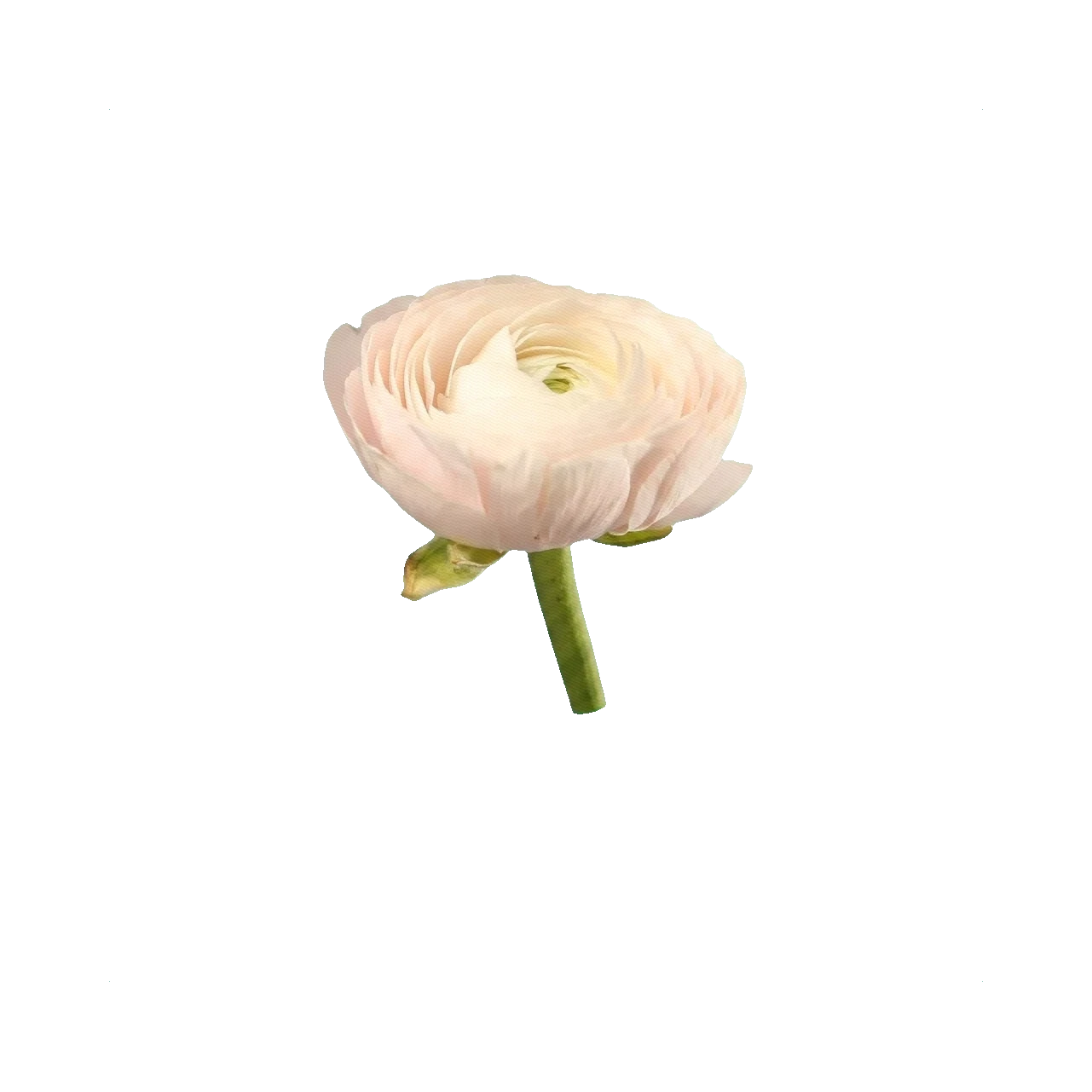Ranunculus Hanoi