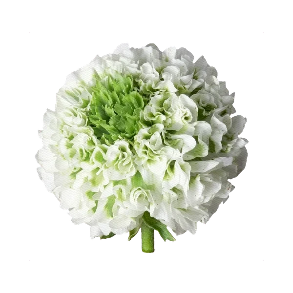 Ranunculus Pon-Pon Igloo