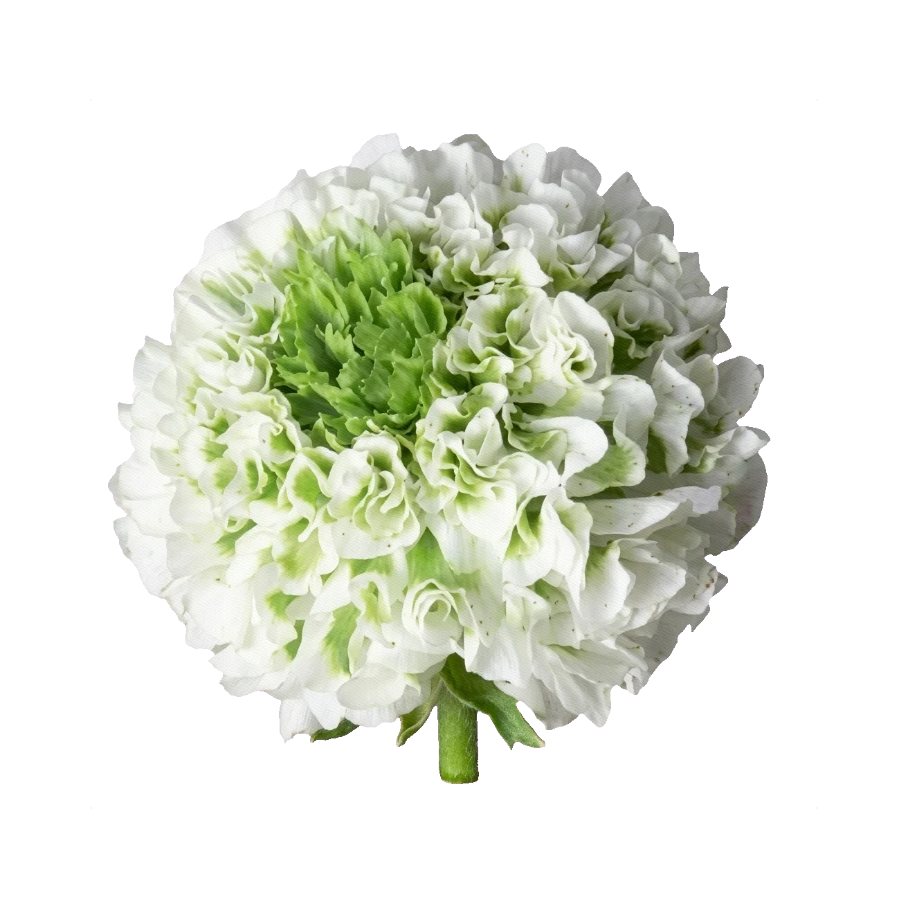 Ranunculus Pon-Pon Igloo