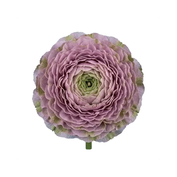 Ranunculus Pon-Pon Malva