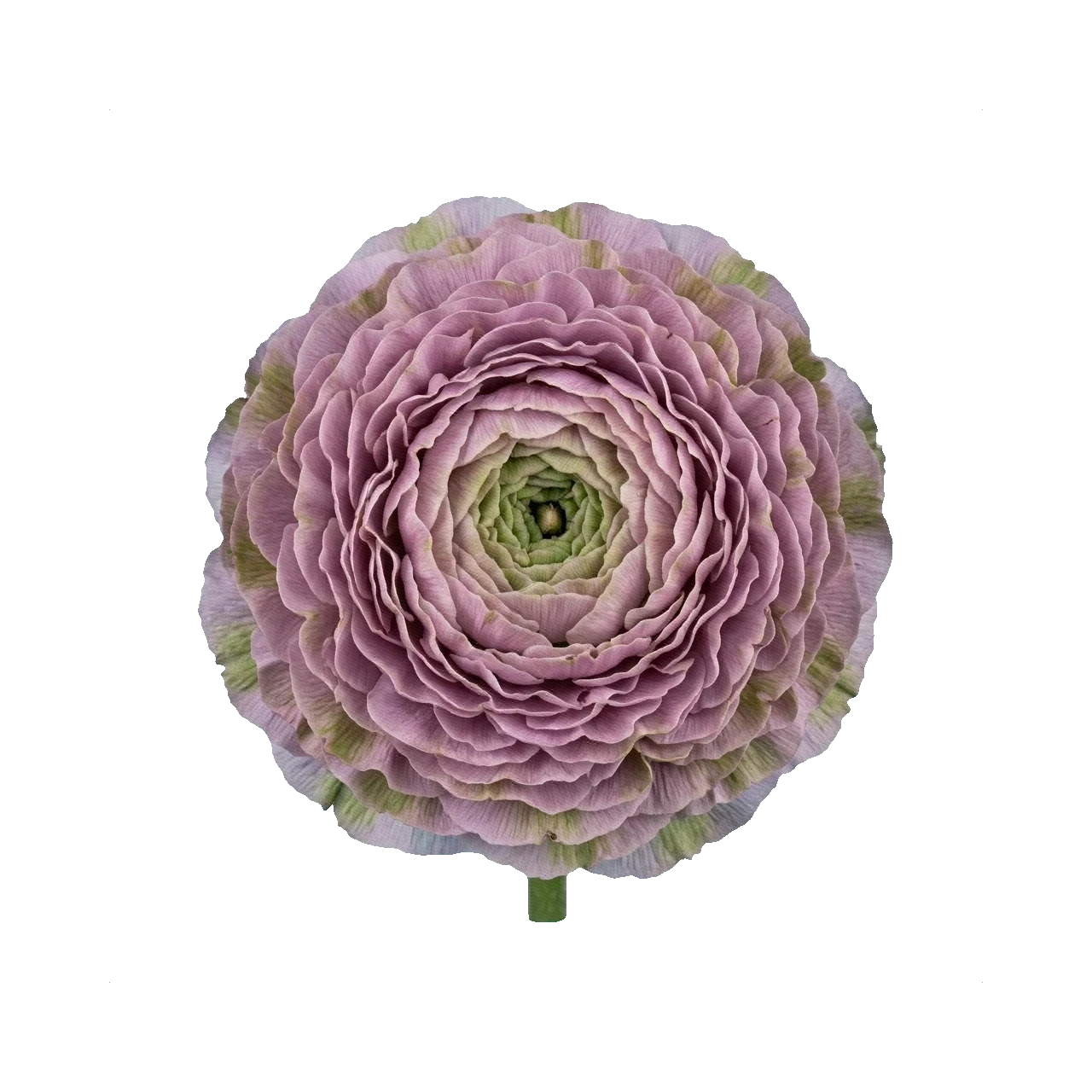 Ranunculus Pon-Pon Malva