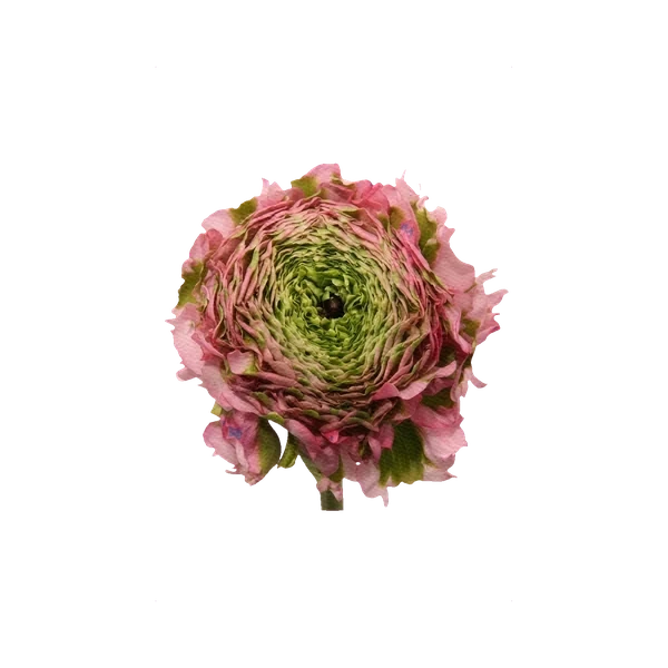 Ranunculus Pon-Pon Zara