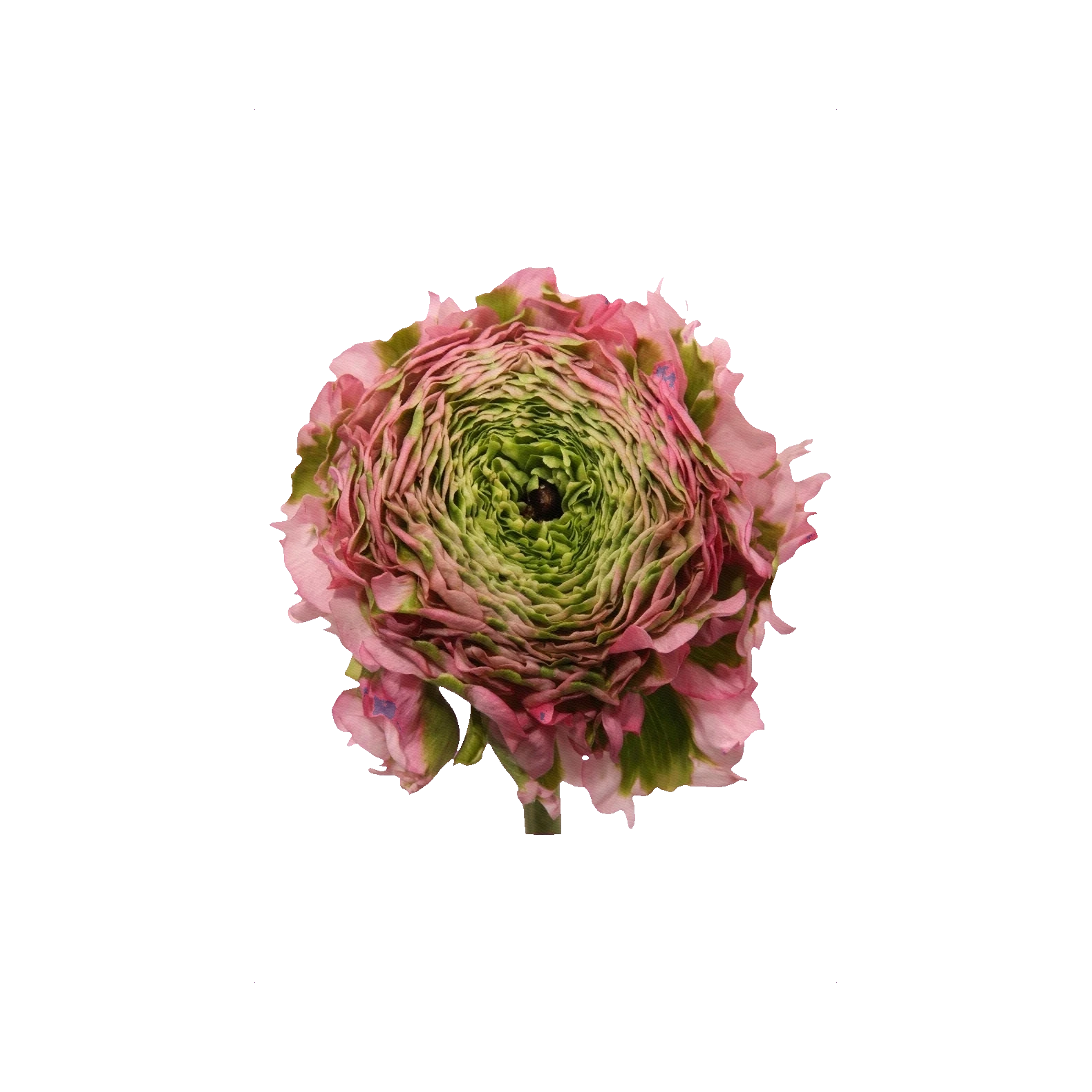 Ranunculus Pon-Pon Zara