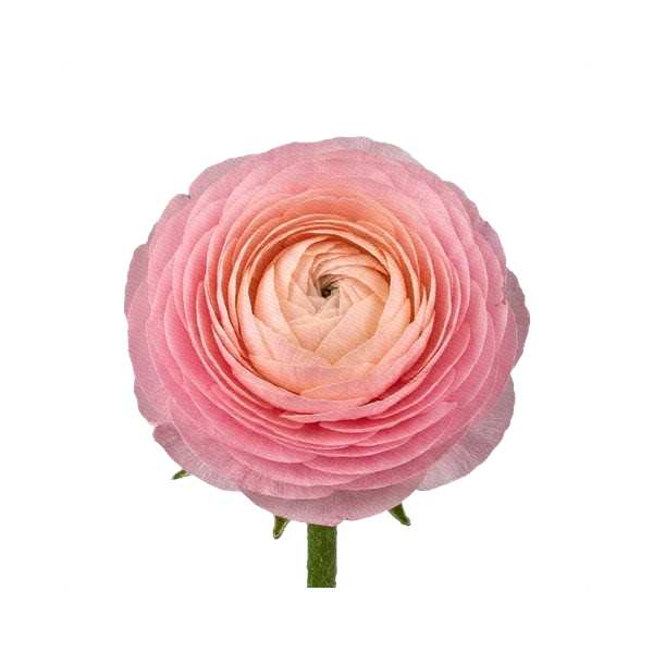 Ranunculus Venera