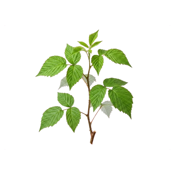 Raspberry leaves