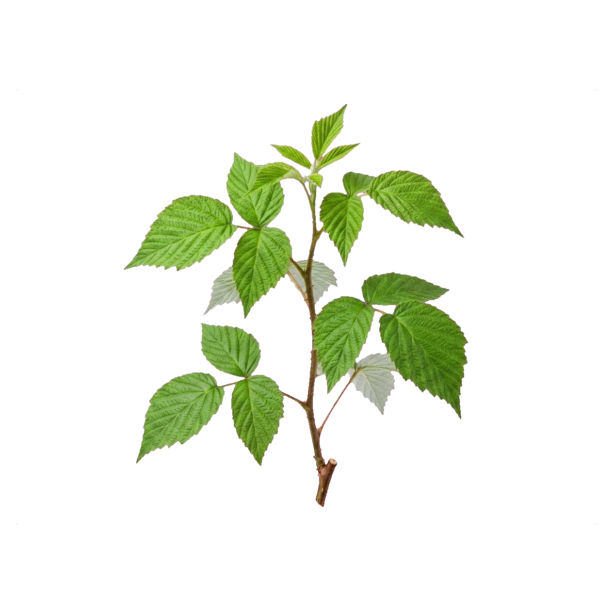 Raspberry leaves