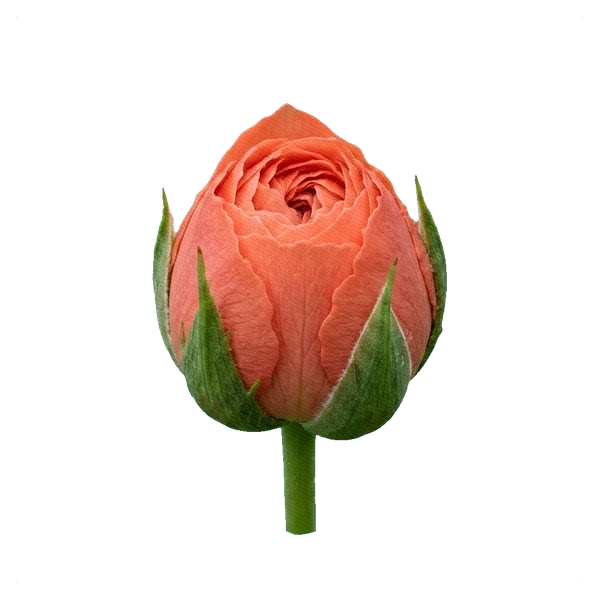 Rose Amelia — bud