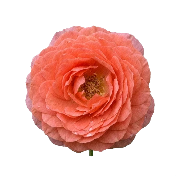 Rose Amelia — full