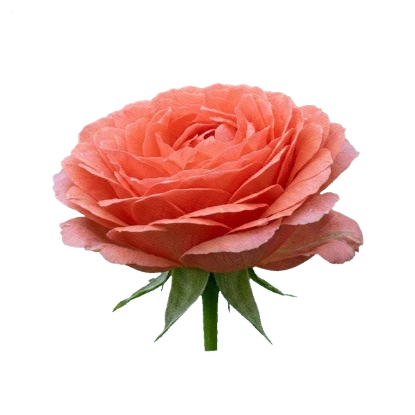Rose Amelia — side