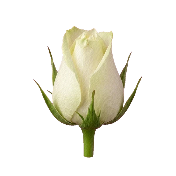 Rose Avalanche — bud
