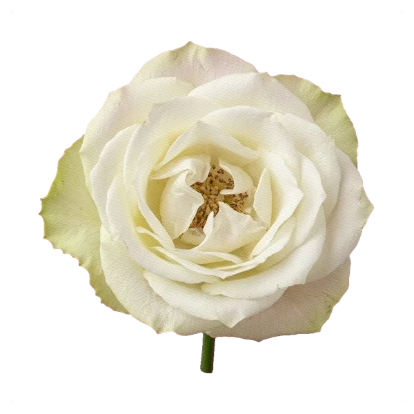 Rose Avalanche — full