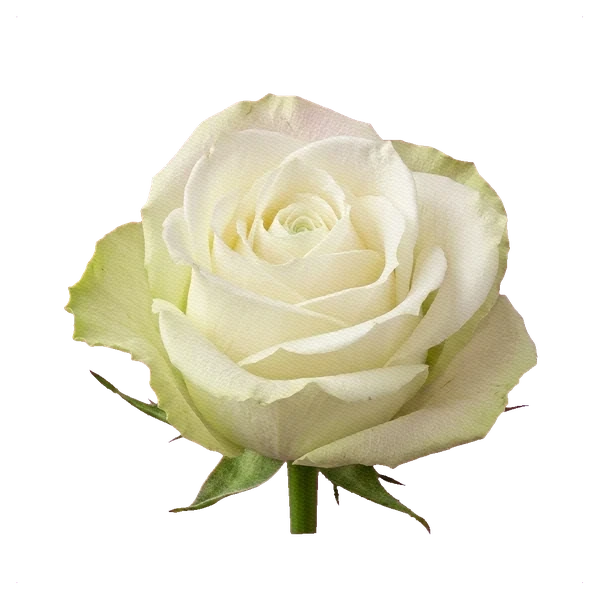 Rose Avalanche — side