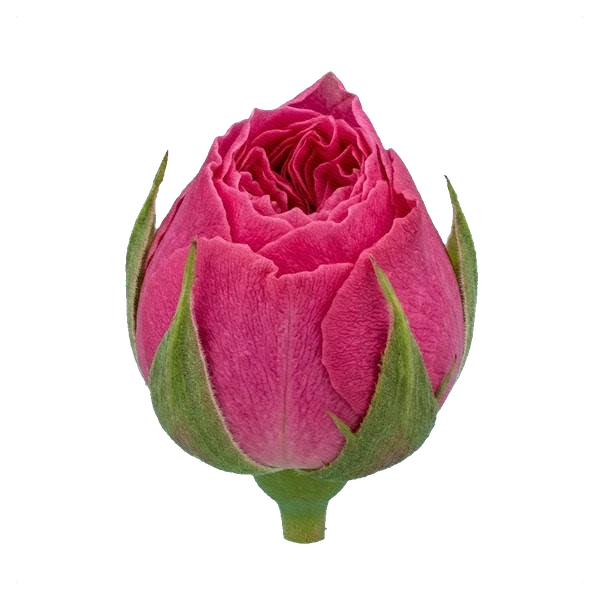 Rose Baronesse — bud