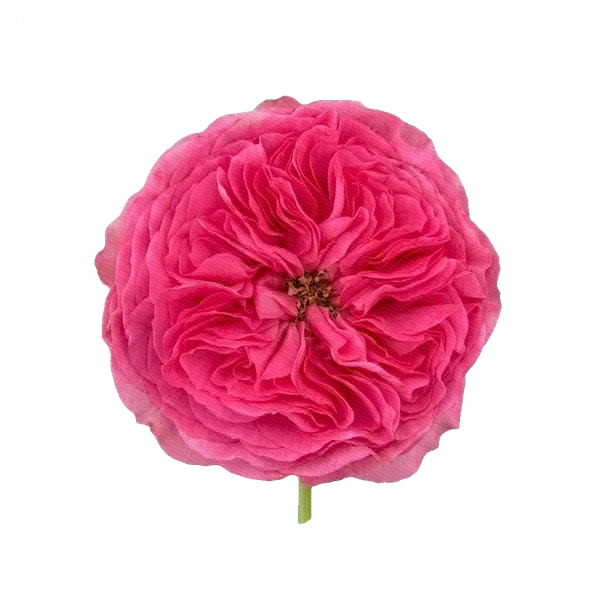 Rose Baronesse — full
