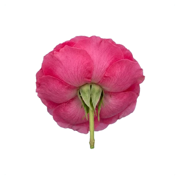 Rose Baronesse — side