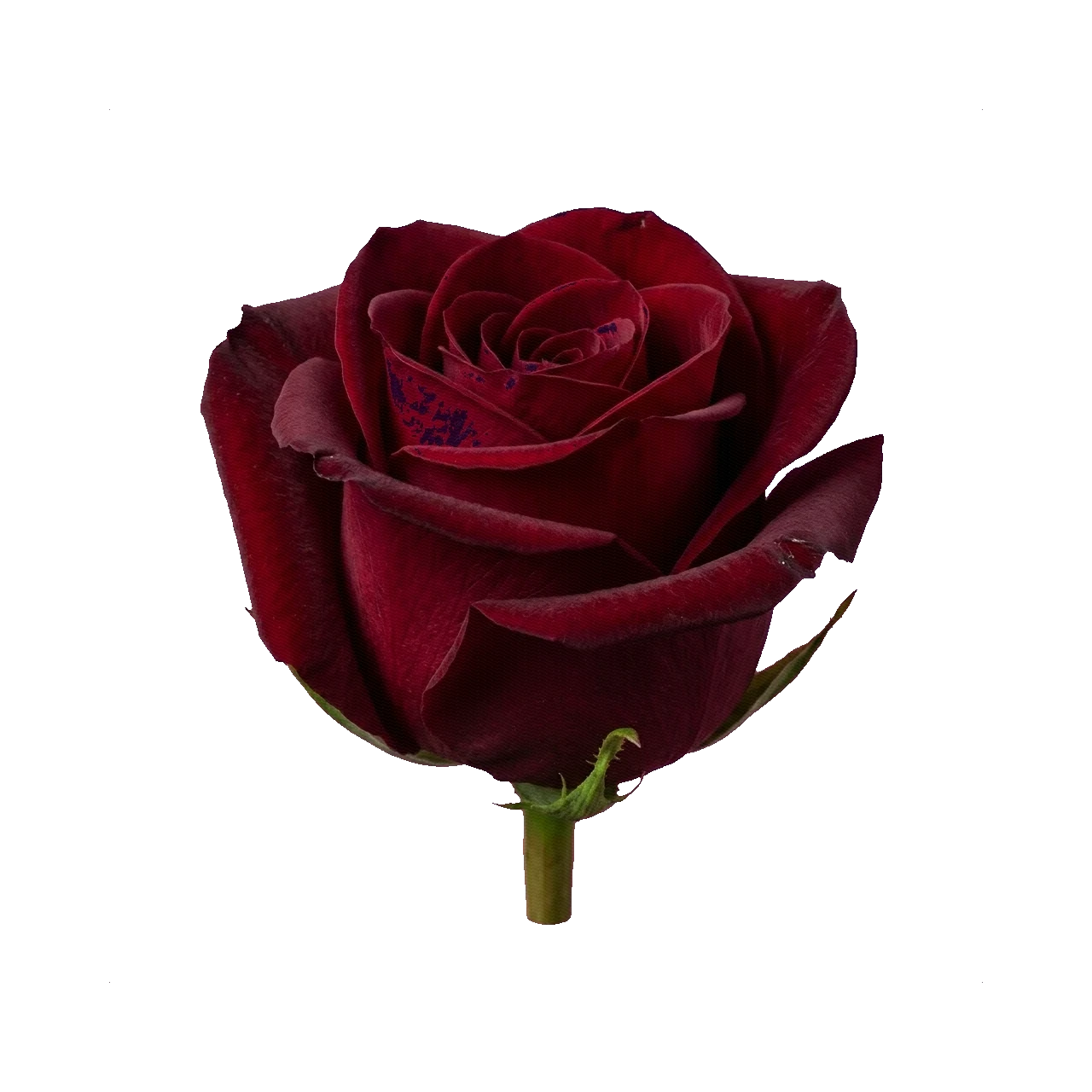 Rose Black Baccara