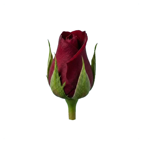 Rose Black Baccara — bud