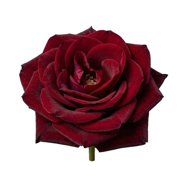 Rose Black Baccara — full