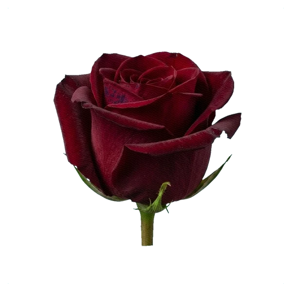 Rose Black Baccara — side
