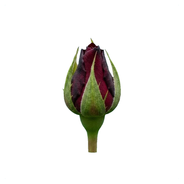 Rose Black Magic — bud