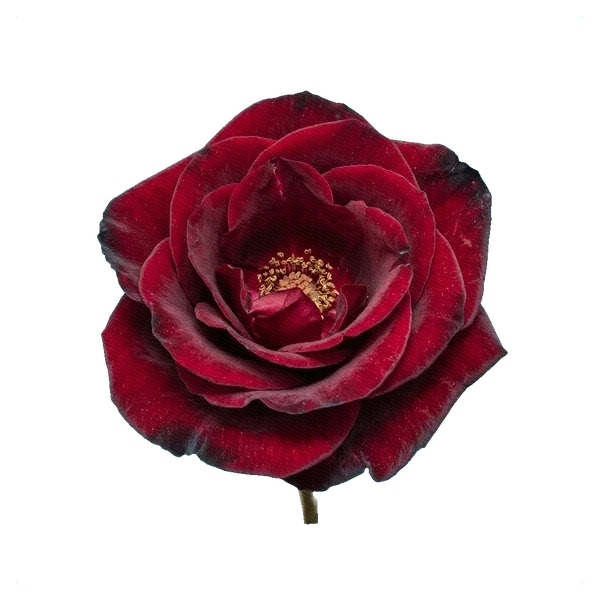 Rose Black Magic — full