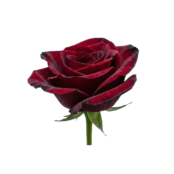 Rose Black Magic — side
