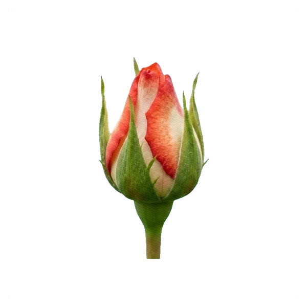 Rose Blush — bud