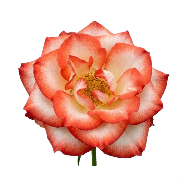 Rose Blush — full