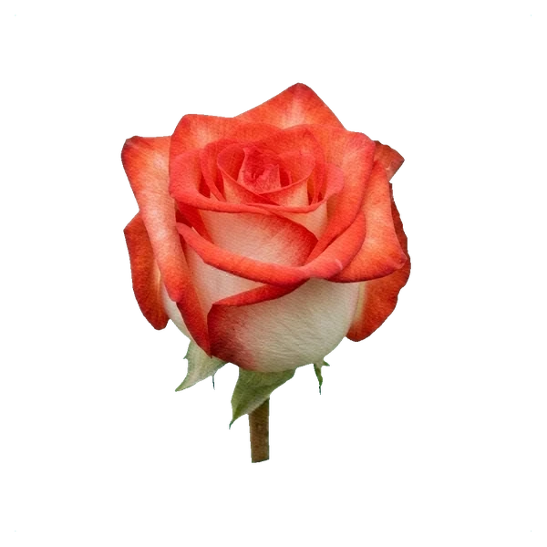 Rose Blush — side