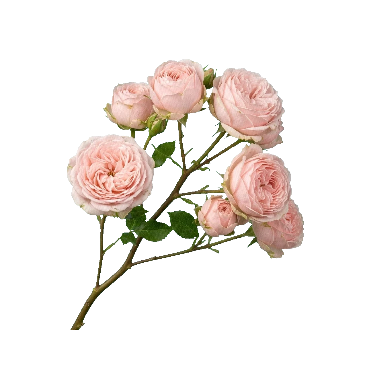 Peony Spray Rose Bombastic