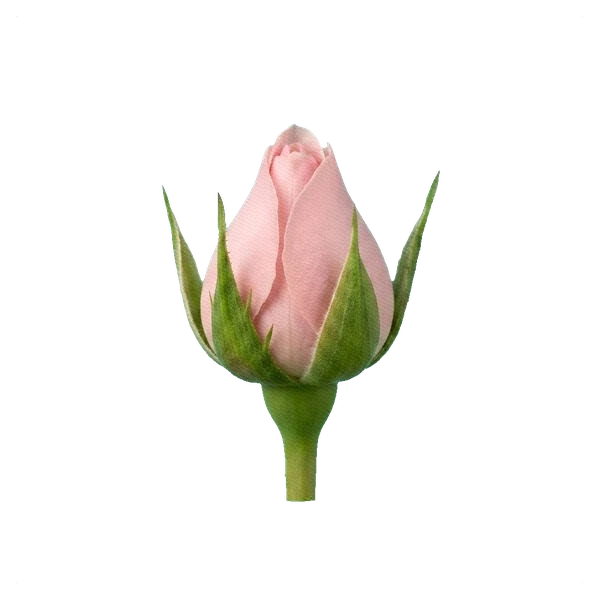 Peony Spray Rose Bombastic — bud